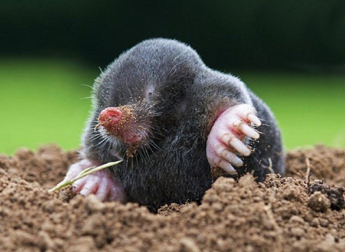 Крот-звездонос (звездорыл)