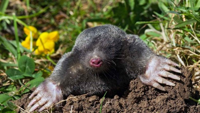 Детеныш крота
