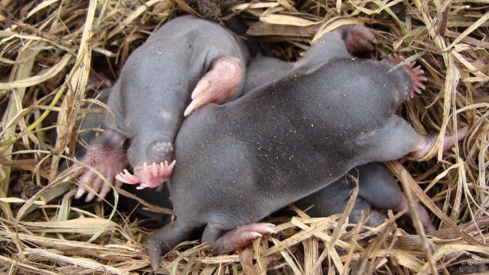 Крот звездорыл