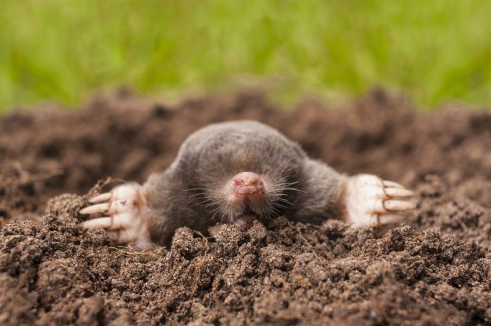 Крот обыкновенный