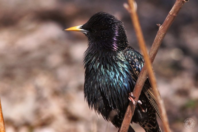 Дрозд обыкновенный скворец