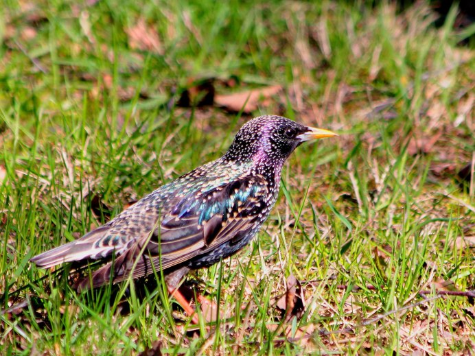 Обыкновенный скворец самец