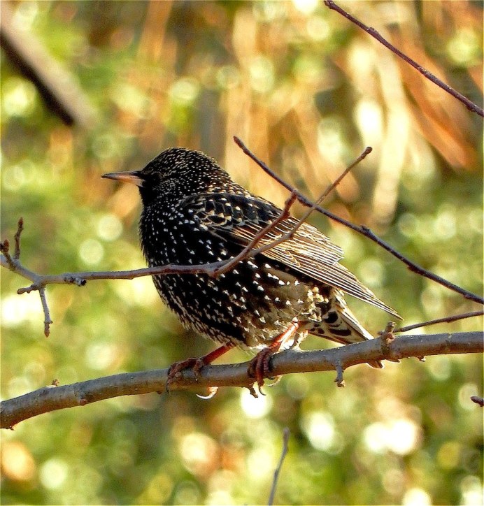 Обыкновенный скворец (Sturnus vulgaris)