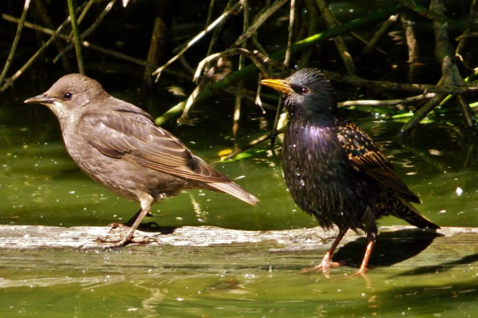 Обыкновенный скворец самка