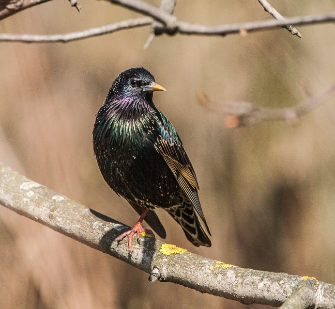 Скворец самец и самка