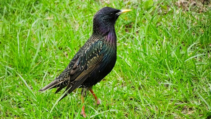 Скворец Смоленск