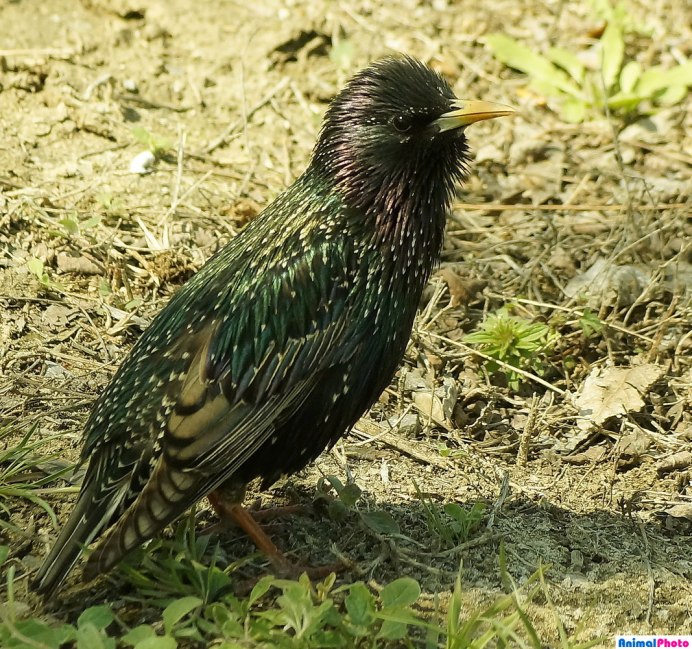 Скворец птица(Шпак)