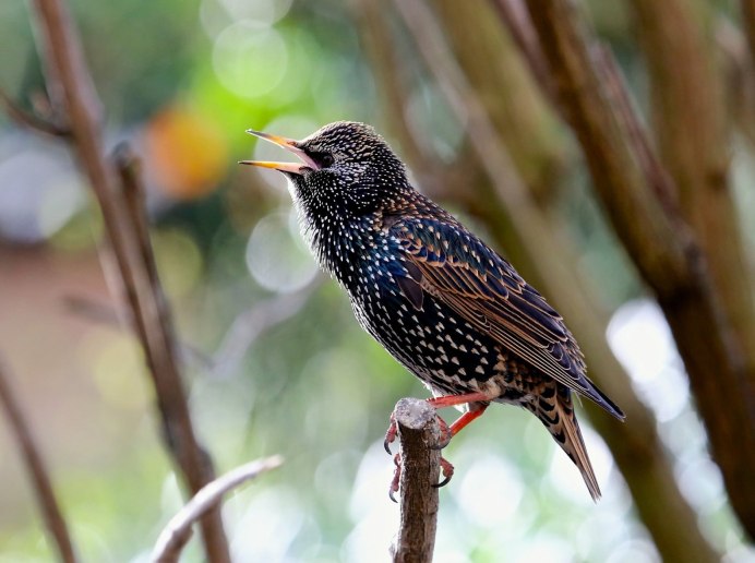 Скворец самка