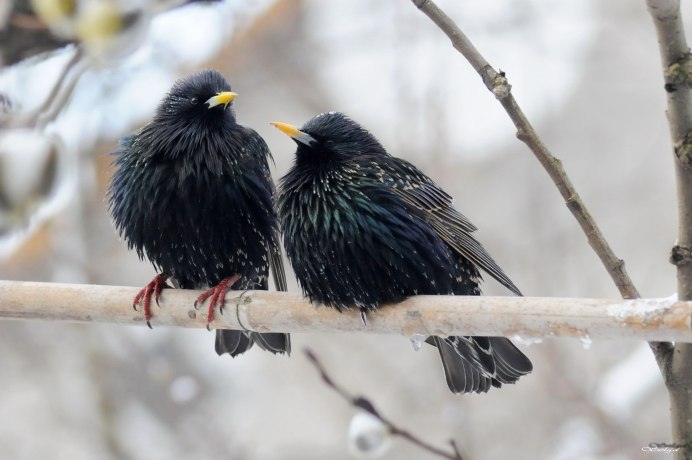 Скворец самец