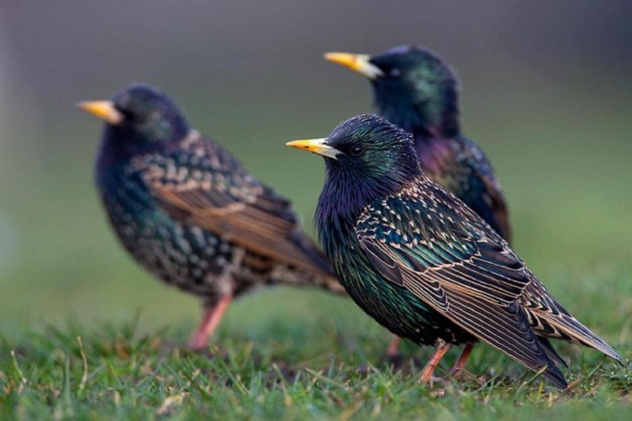 Sturnus vulgaris в полете