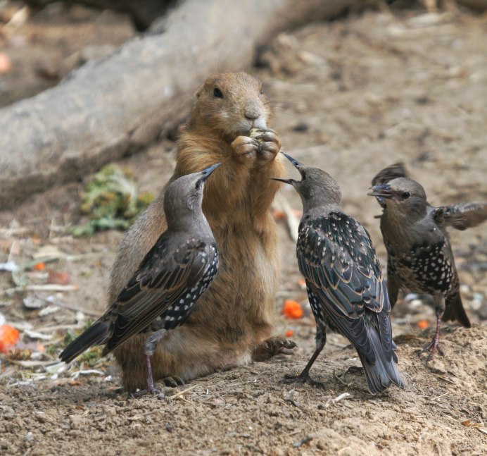 Скворцы пара