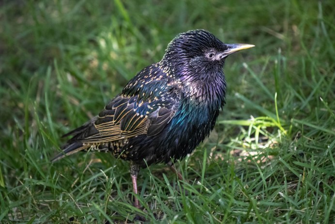 Европейский скворец