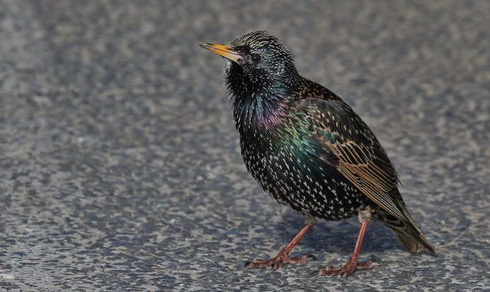 Обыкновенный скворец самка