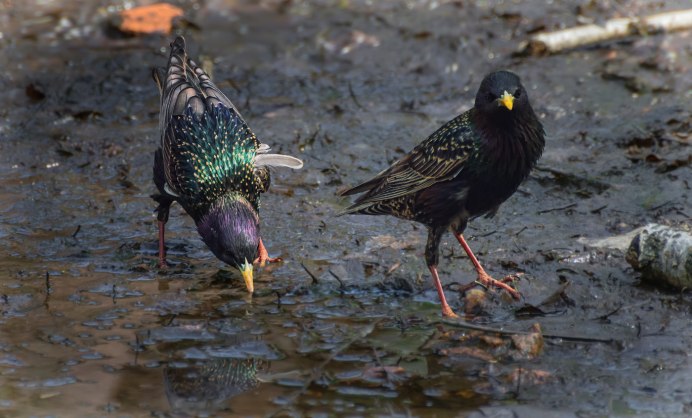 Капский скворец