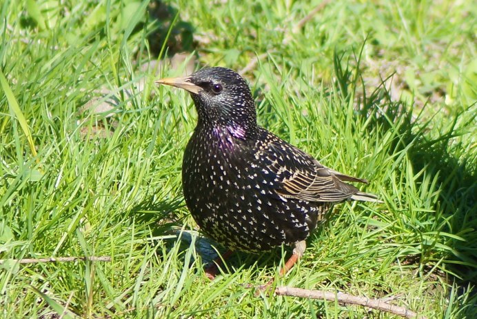 Обыкновенный скворец самка