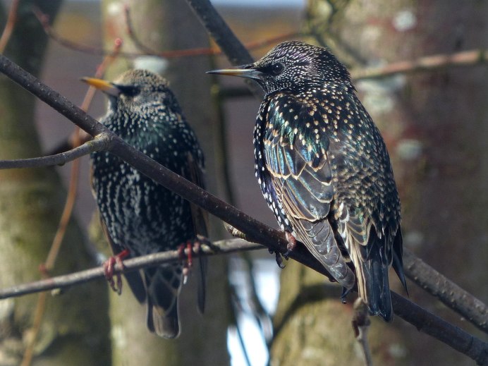 Дрозд обыкновенный скворец