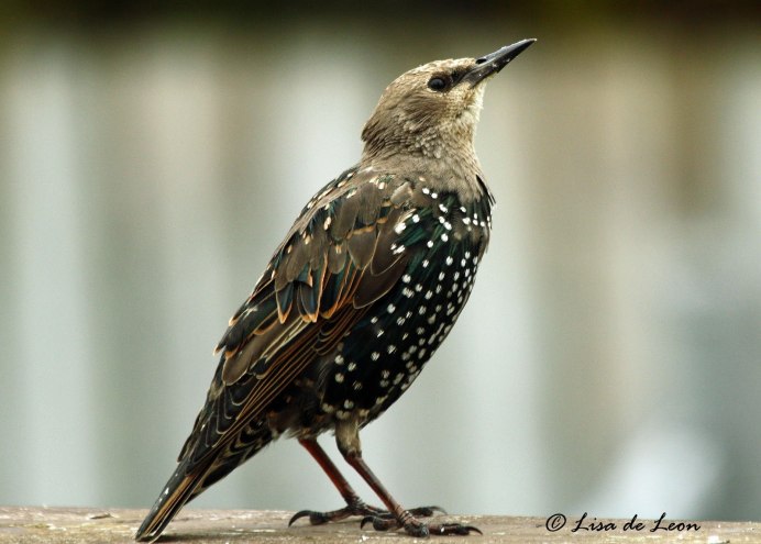 Скворец смешной