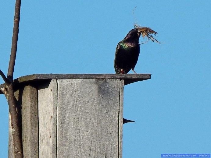Слеток обыкновенного скворца