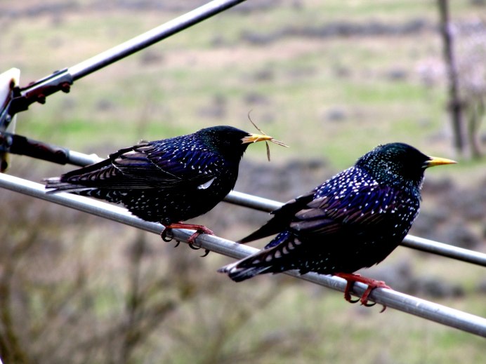 Камбоджийский скворец (Sturnus burmannicus)