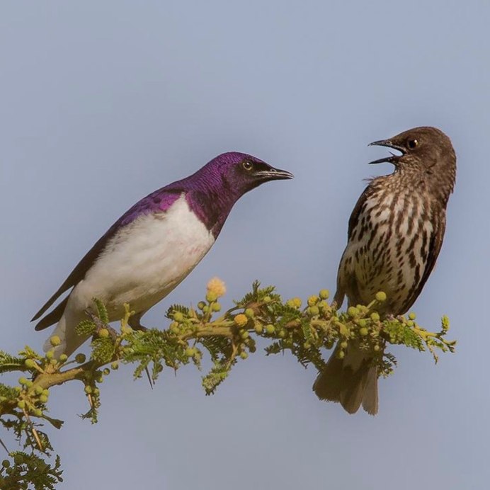 Скворец самец и самка отличие
