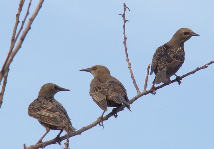 Скворцы на пашне