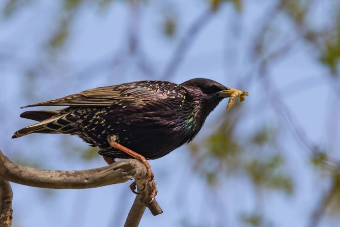 Отряд Воробьинообразные скворцы