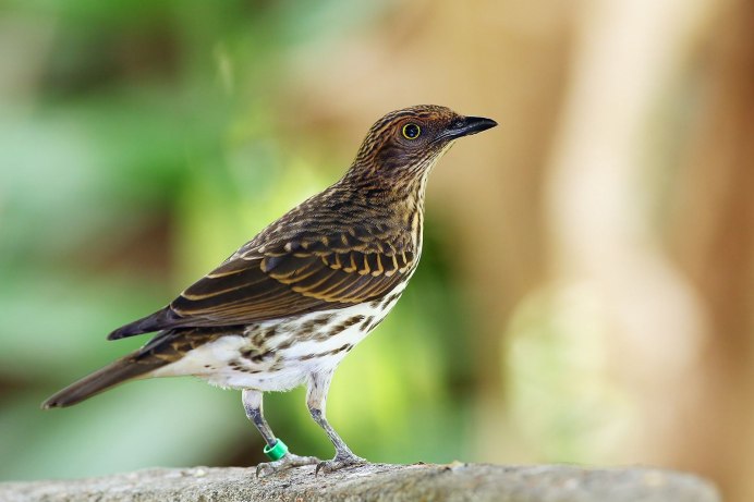 Горихвостка Чернушка скворец