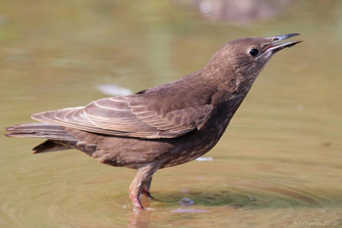 О скворце Твардовский