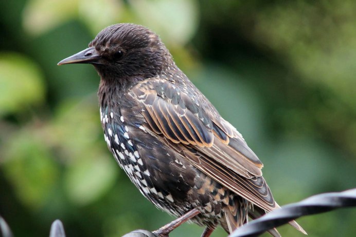 Обыкновенный скворец