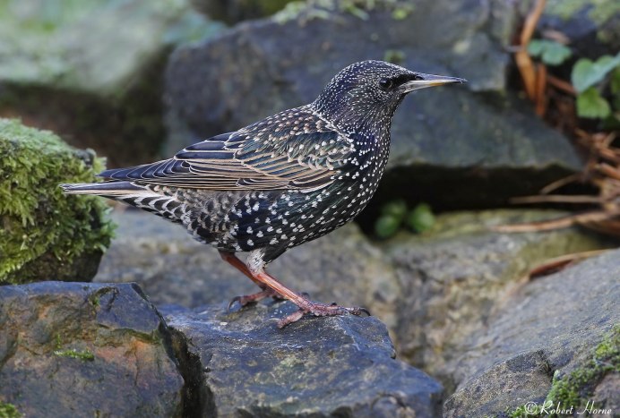 Михалков скворец