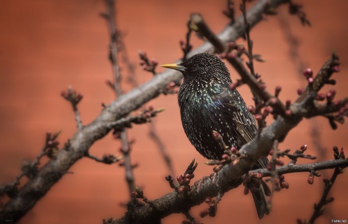 Скворец самка