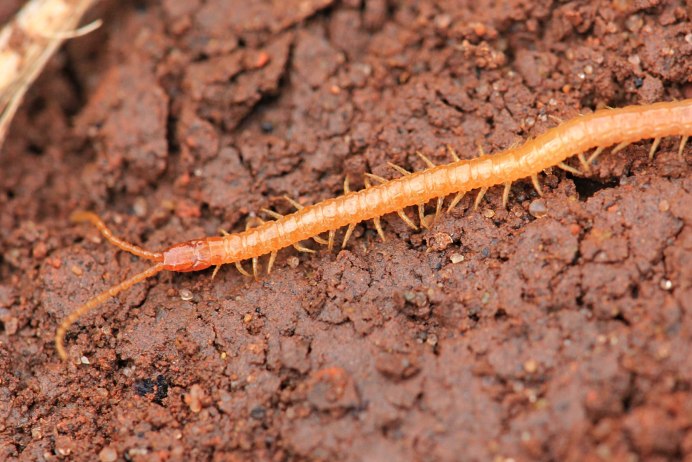Amazonian giant Centipede
