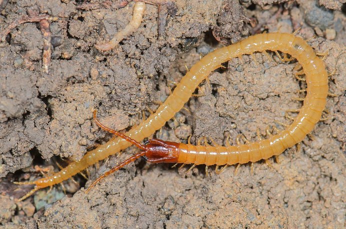 Alipes grandidieri