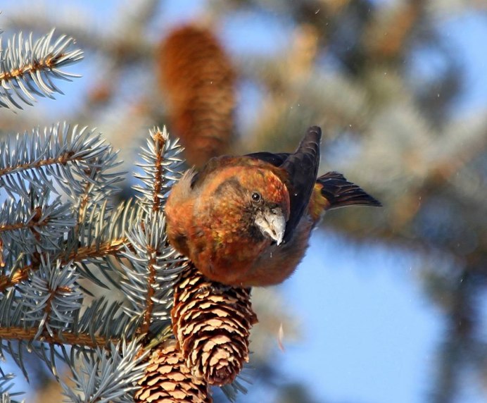 Loxia leucoptera белокрылый Клест