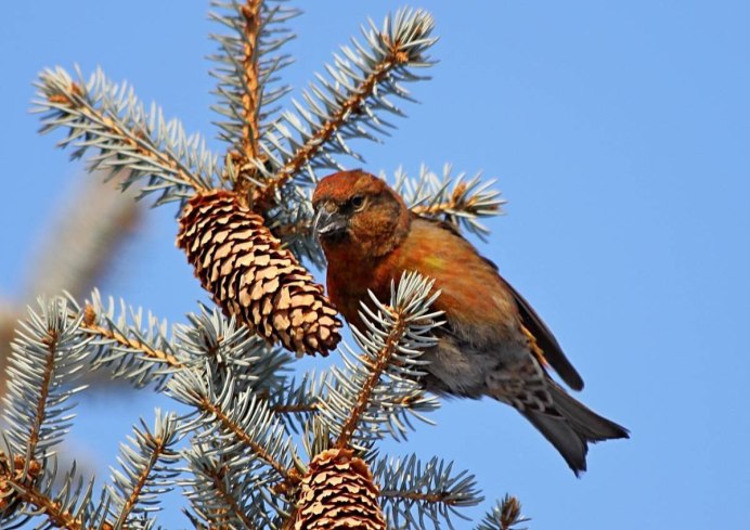 Клёст-Сосновик Loxia pytyopsittacus