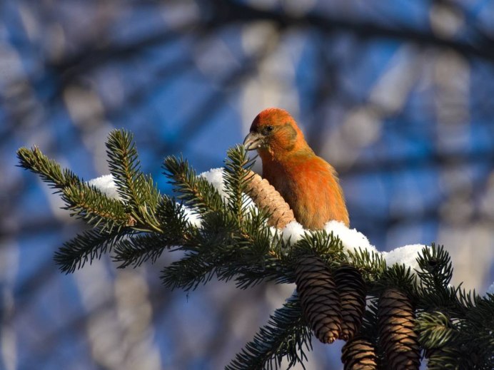 Клёст-Сосновик Loxia pytyopsittacus