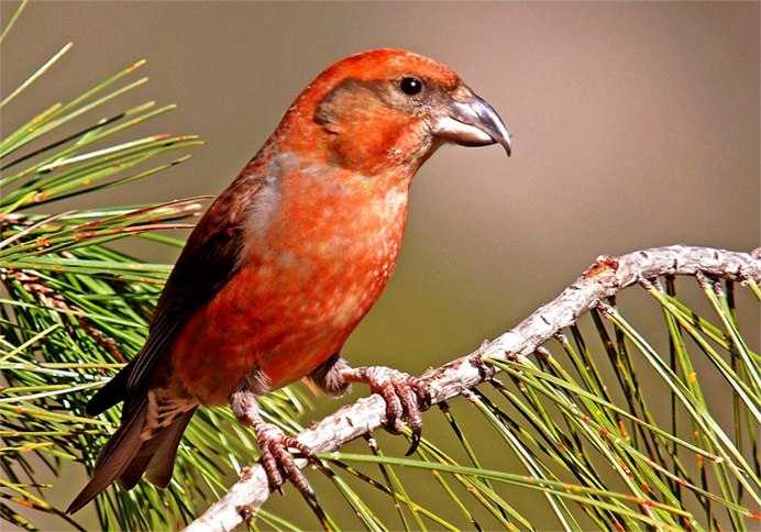 Клёст-Сосновик Loxia pytyopsittacus