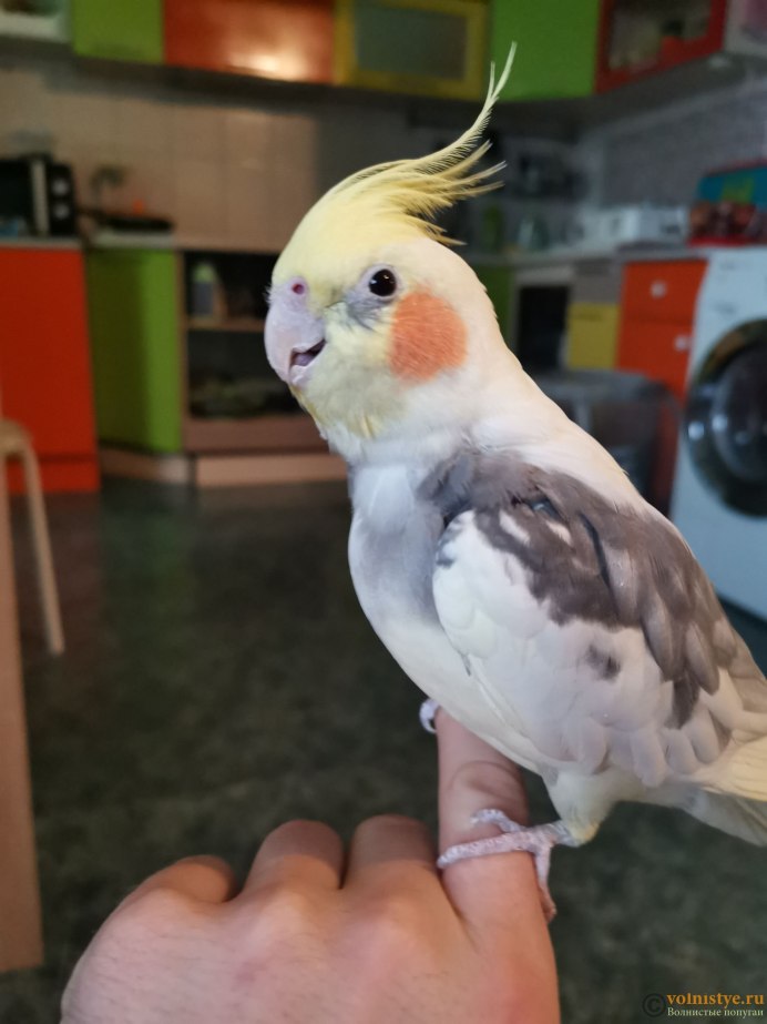 Корелла птенец