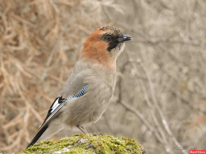 Украшенная Сойка (garrulus lidthi)