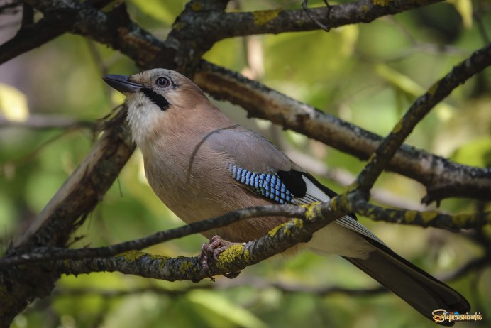 Garrulus glandarius whitakeri
