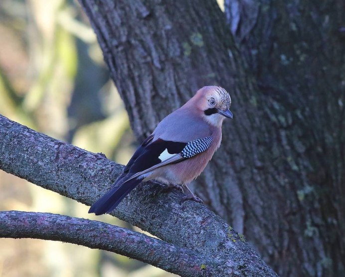Garrulus glandarius