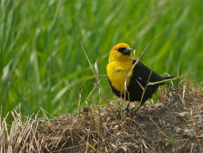 Yellow Warbler птица