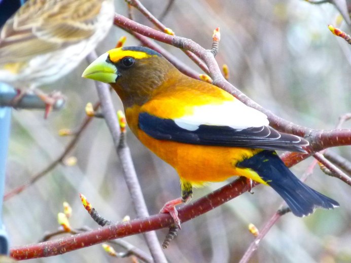 Птица желто черная которая как Гусь гакает