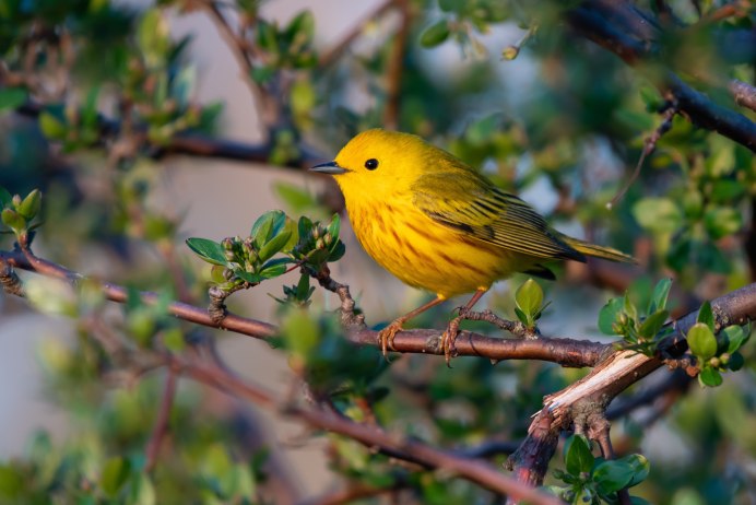 Желтоголовая трясогузка