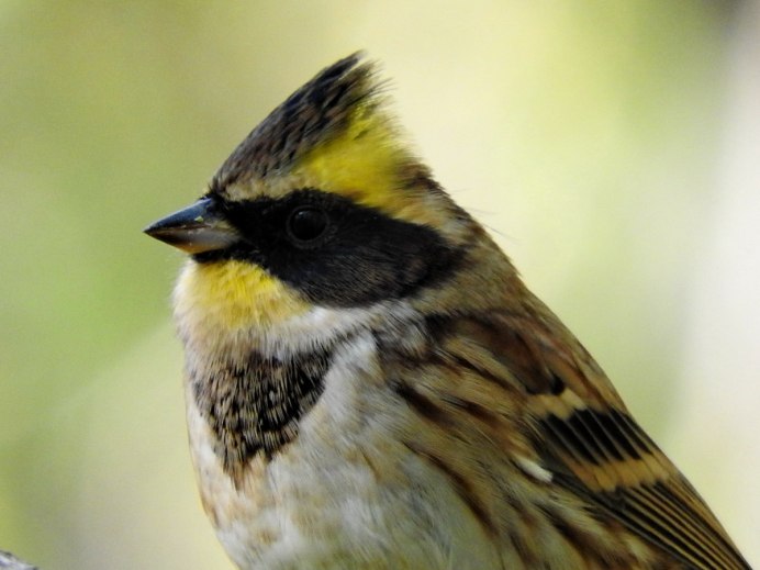 Обыкновенная Иволга Oriolus Oriolus