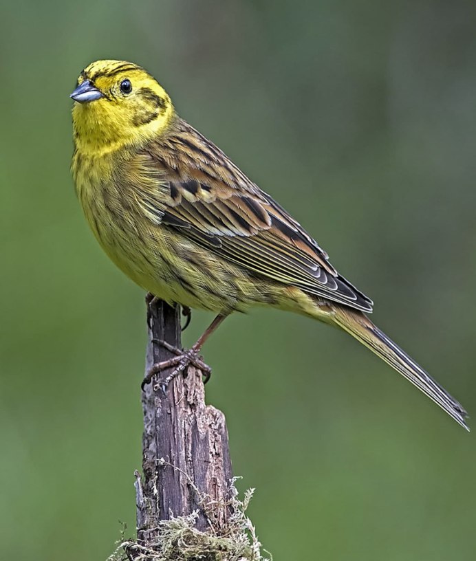 Emberiza citrinella