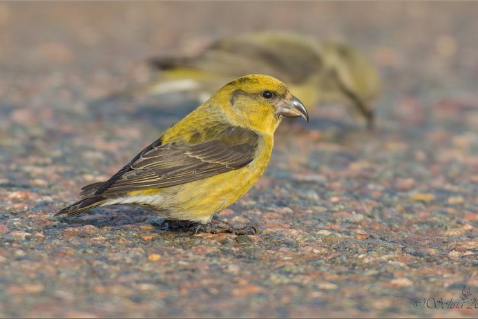 Желтоголовый королёк