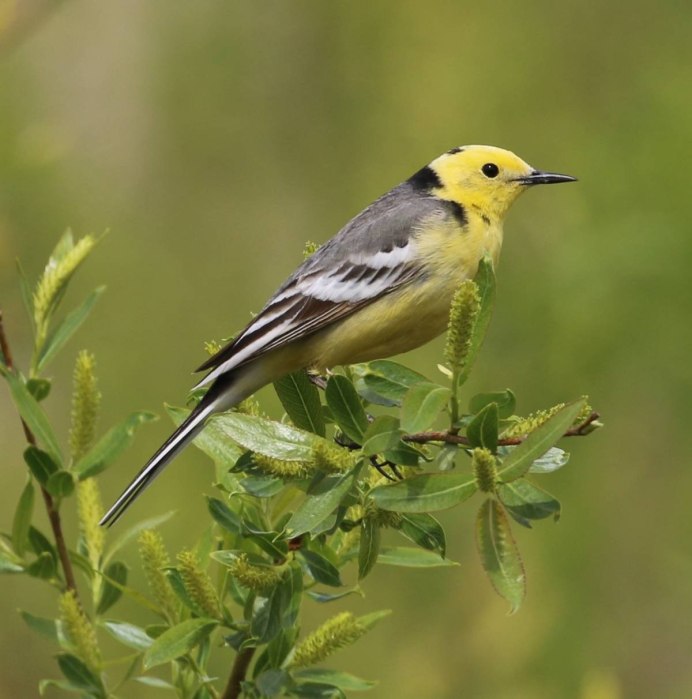 Yellow Warbler птица