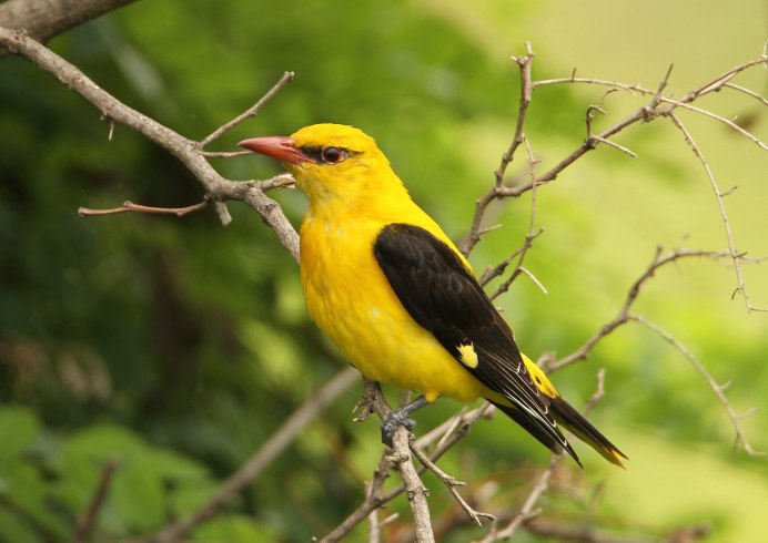 Жёлтая трясогузка (Motacilla Flava). Птицы Сибири