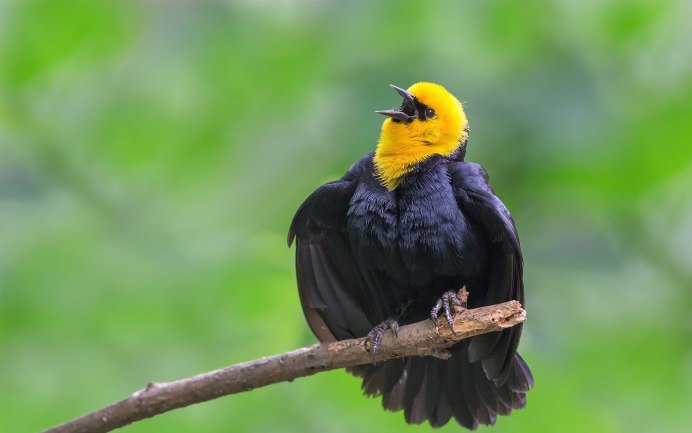 Жёлтая амадина птица